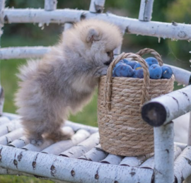Pomeranian Puppies For Sale - Florida Fur Babies